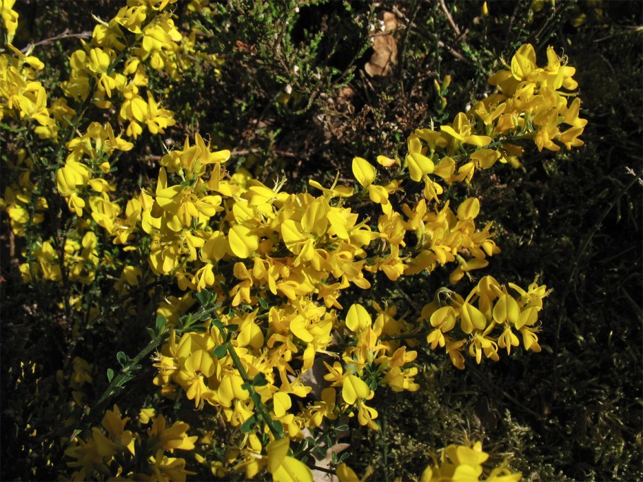 Genista pilosa