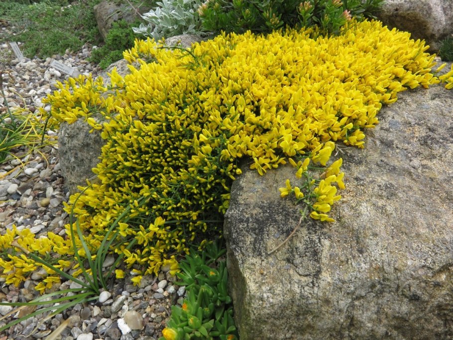 Дрок сахарский