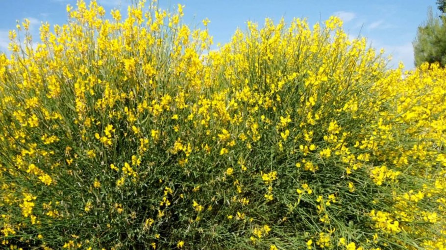 Дрок испанский кустарник