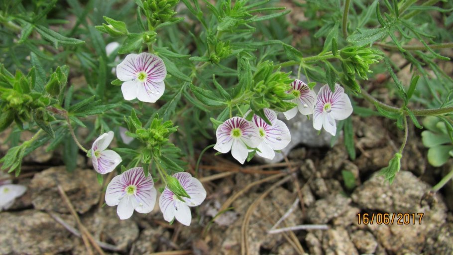 Veronica surculosa.