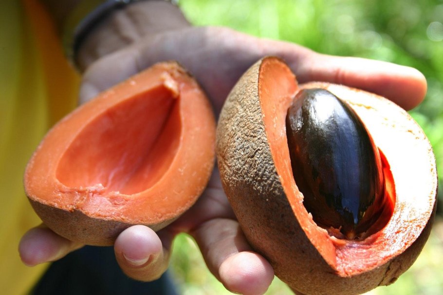 Мамей сапота