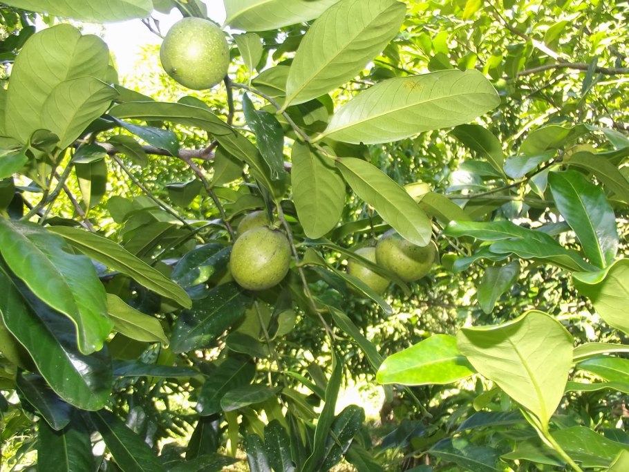 Черная сапота (Diospyros nigra)
