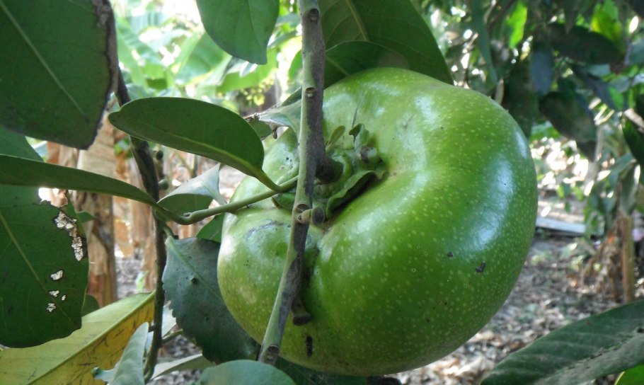 Черная сапота Zapote negro