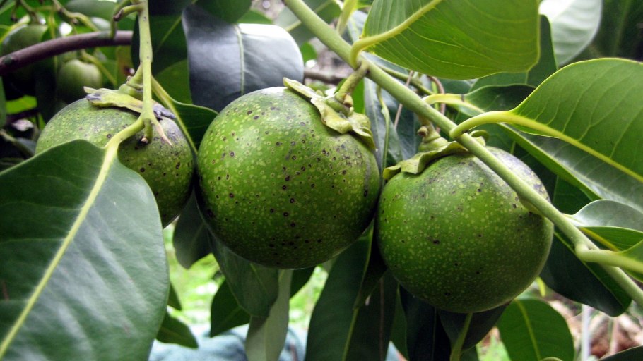 Фрукт темно коричневого цвета