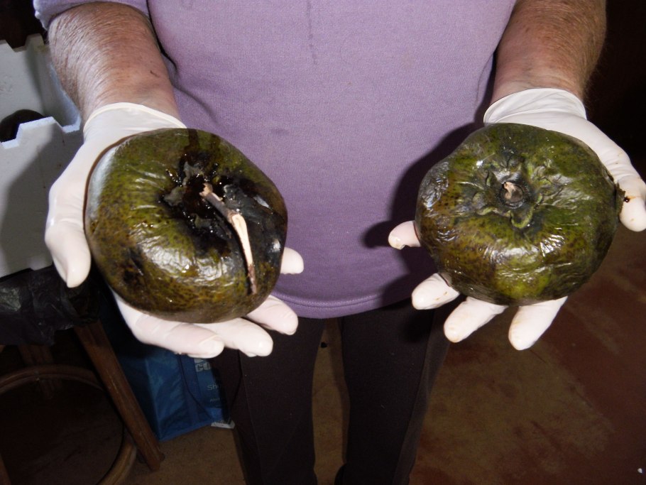 Черная сапота выращивание в домашних условиях