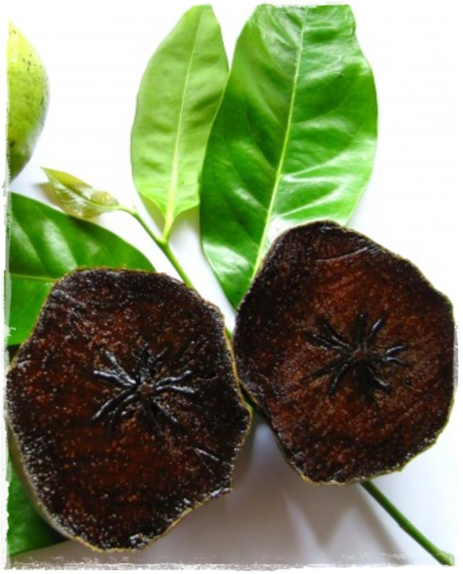 Черная сапота дерево