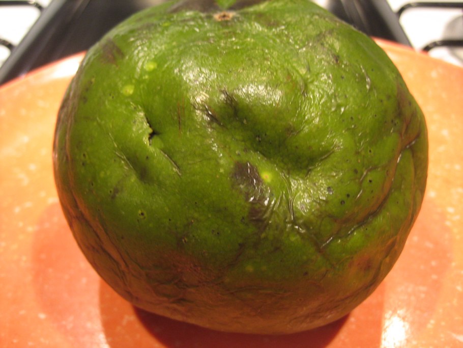 Сапота черная (лат. Diospyros digyna)