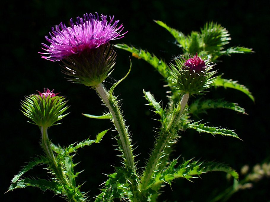 Цветок чертополоха