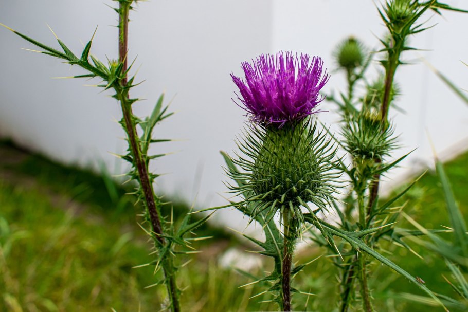 Татарник чертополох