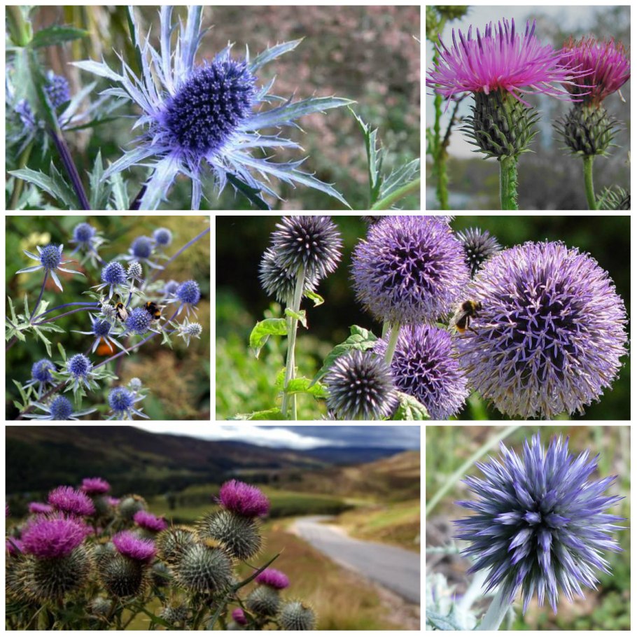 Бодяк полевой (осот)