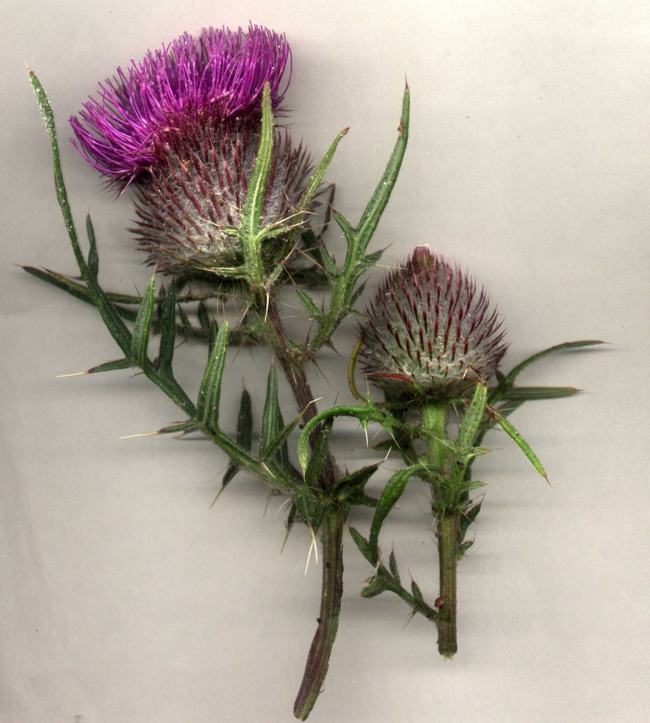 Чертополох обыкновенный