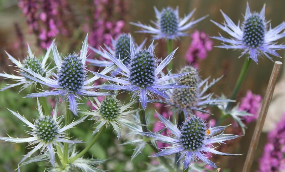 Татарник чертополох