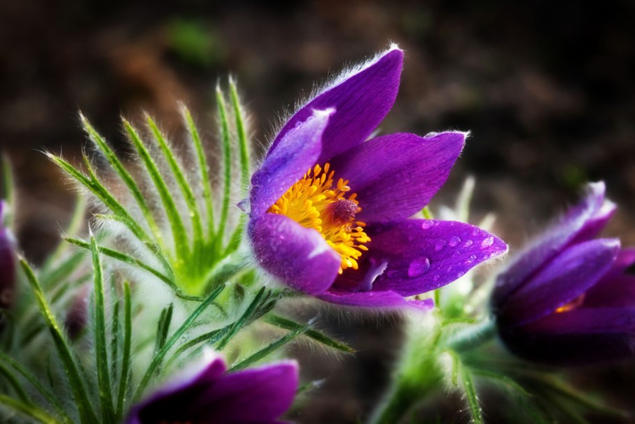 Pulsatilla vulgaris Papageno
