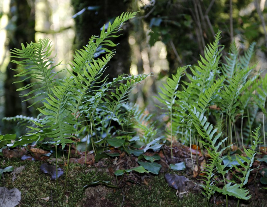 Многоножка обыкновенная Polypodium vulgare
