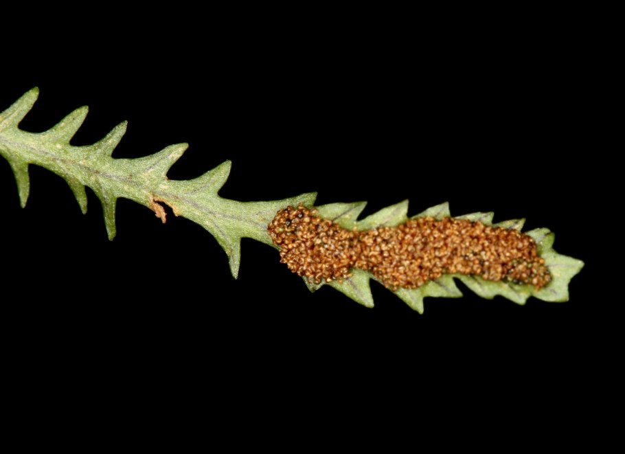 Многоножка обыкновенная Polypodium vulgare