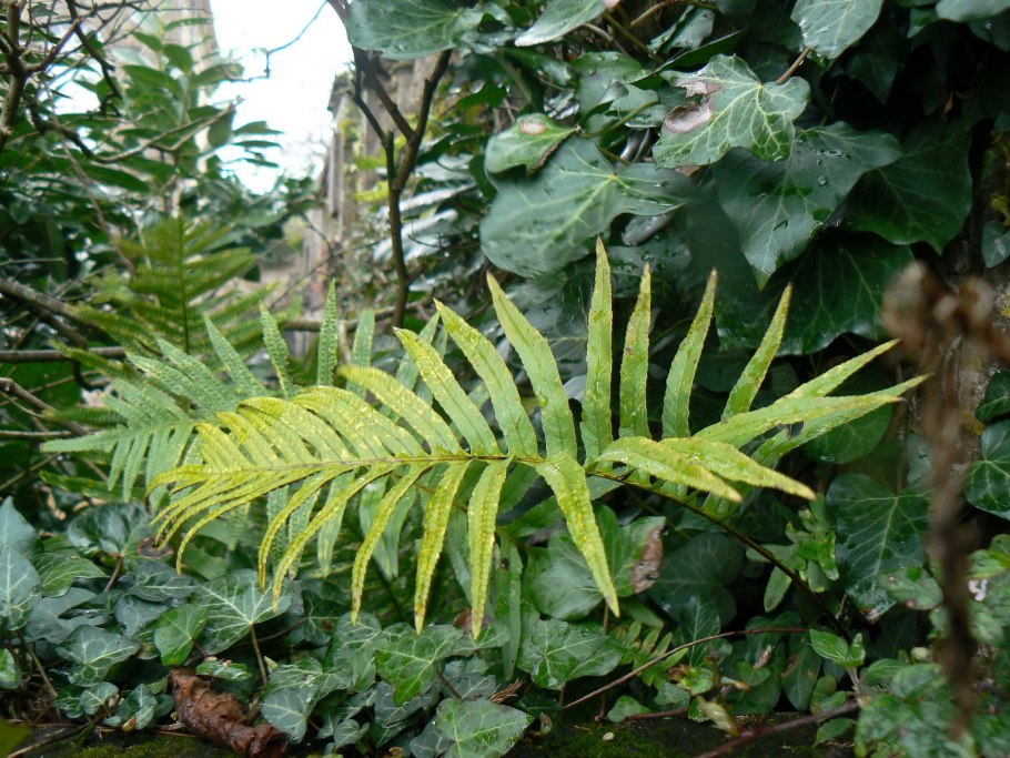 Athyrium niponicum pictum