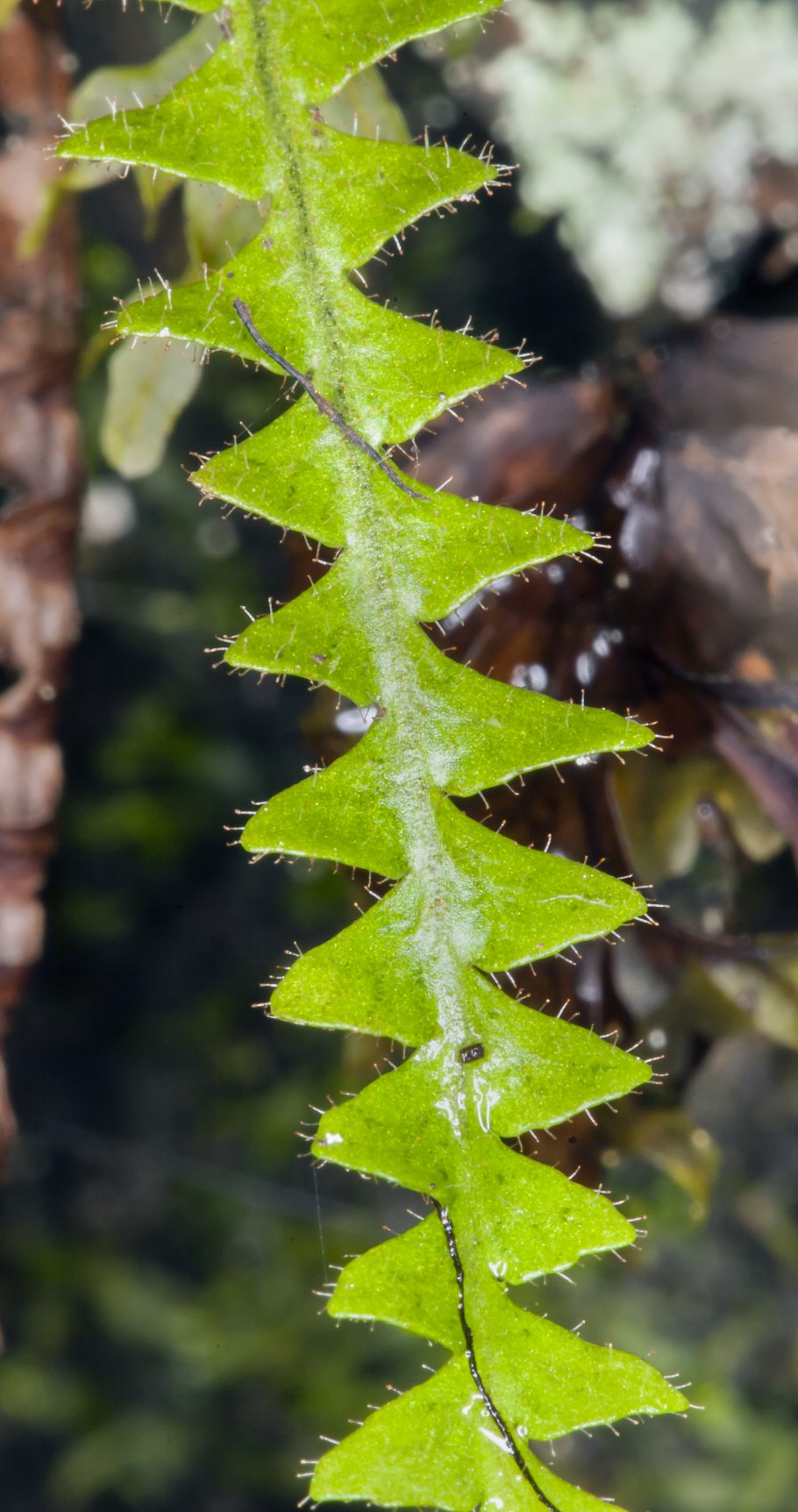 Polypodium cambricum