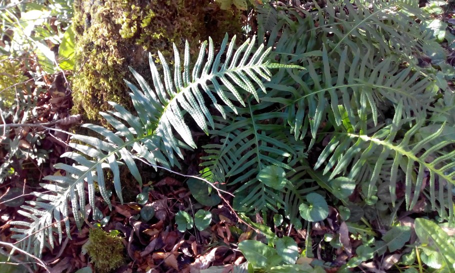 Многоножка Сибирская папоротник