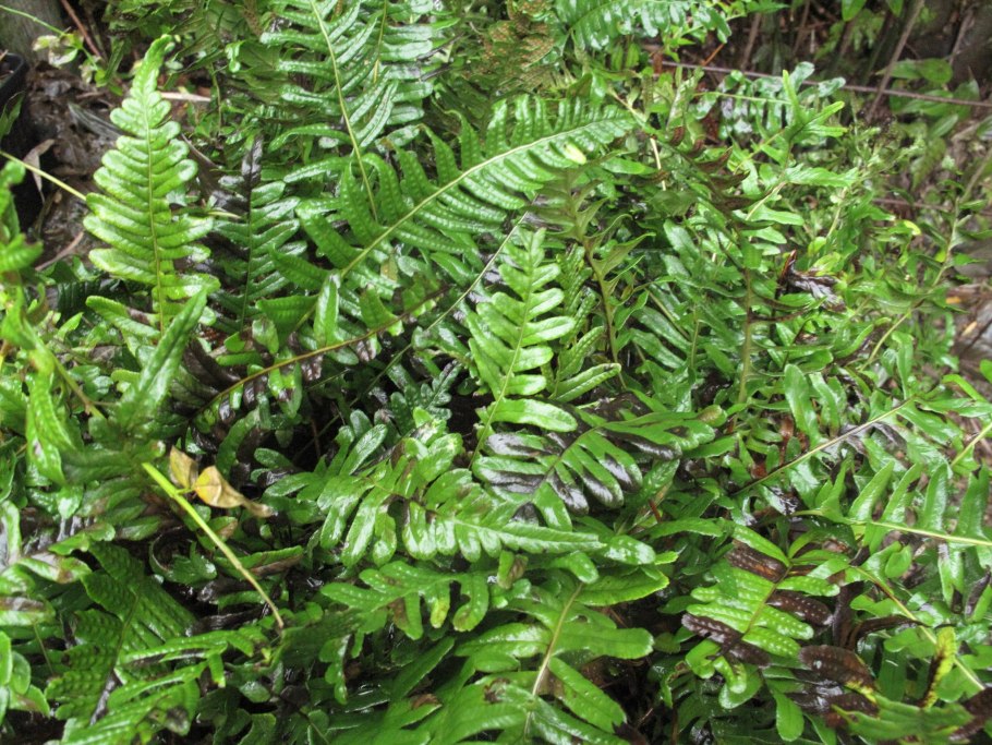 Asplenium daghestanicum