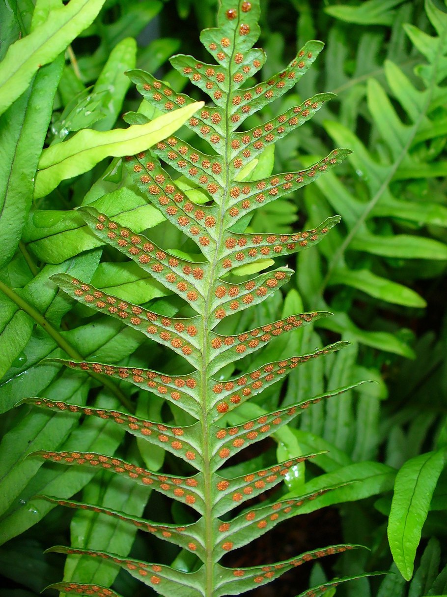 Щитовник буковый