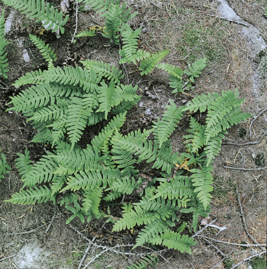 Сороконожки жуки