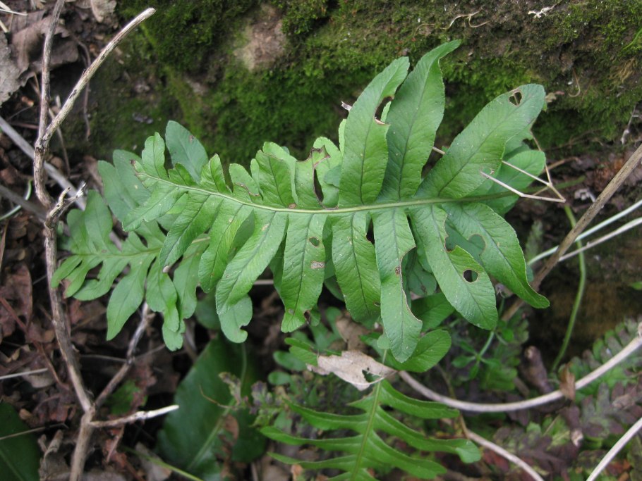Многоножка обыкновенная Polypodium vulgare