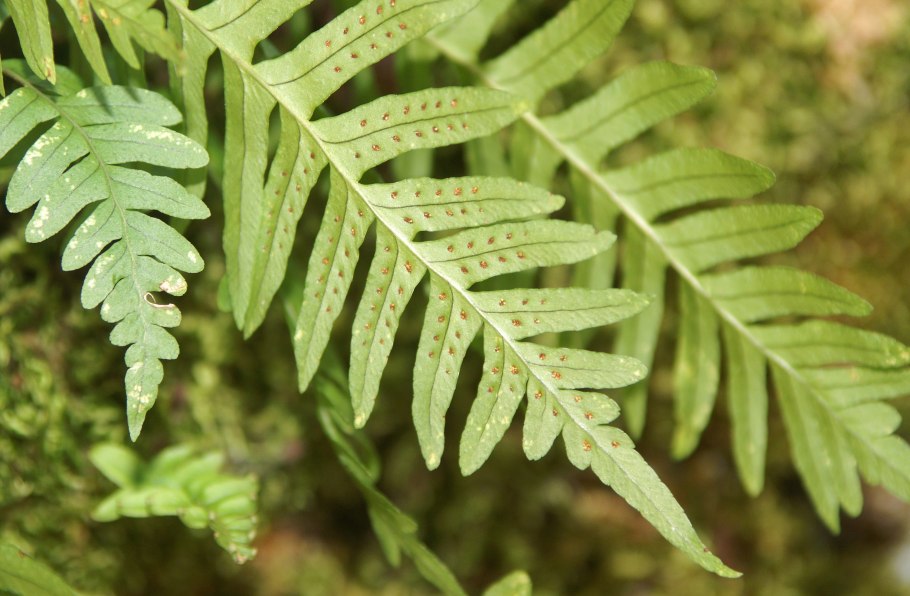 Папоротник Diplazium esculentum