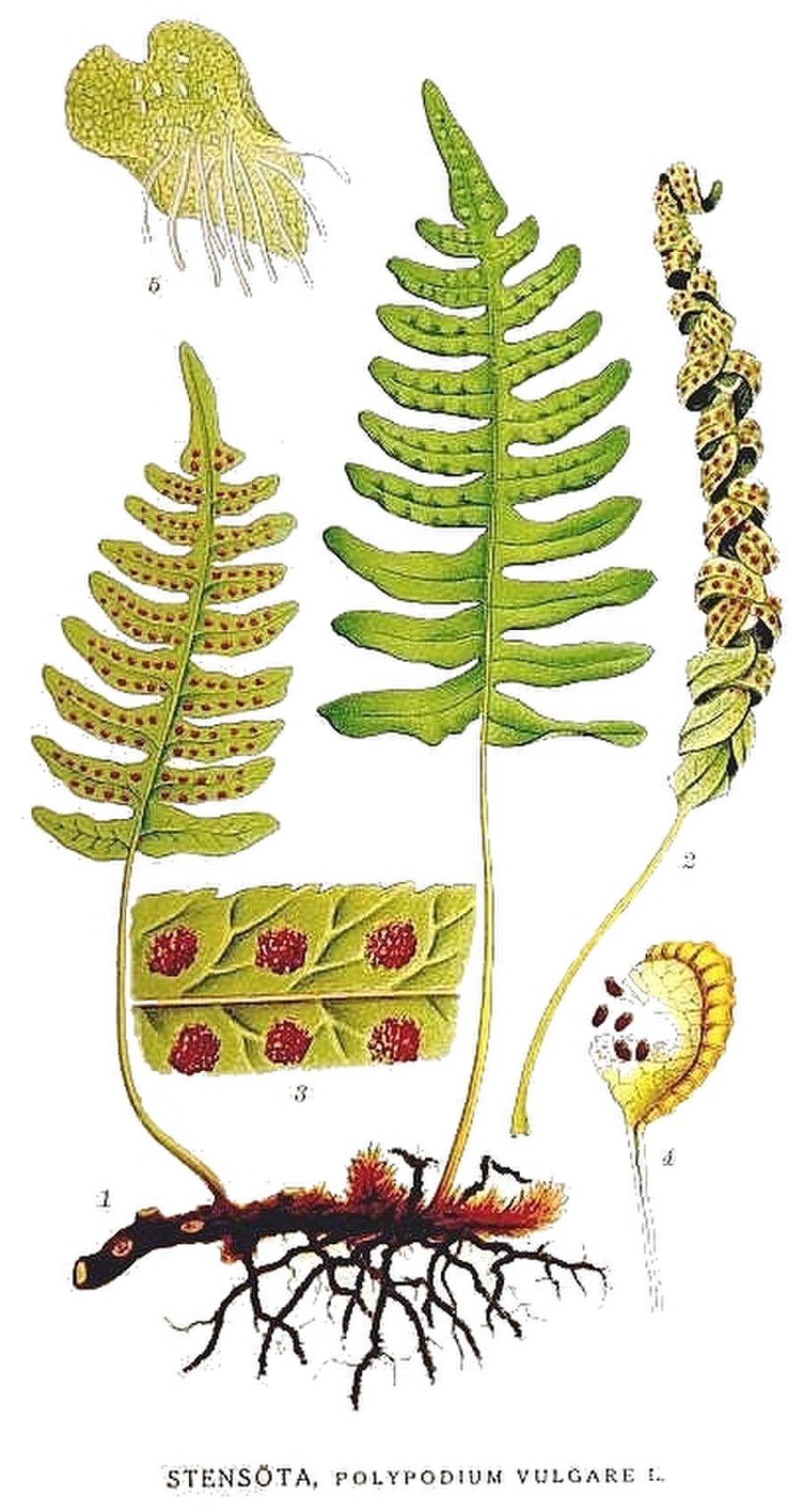 Многоножка обыкновенная Polypodium vulgare
