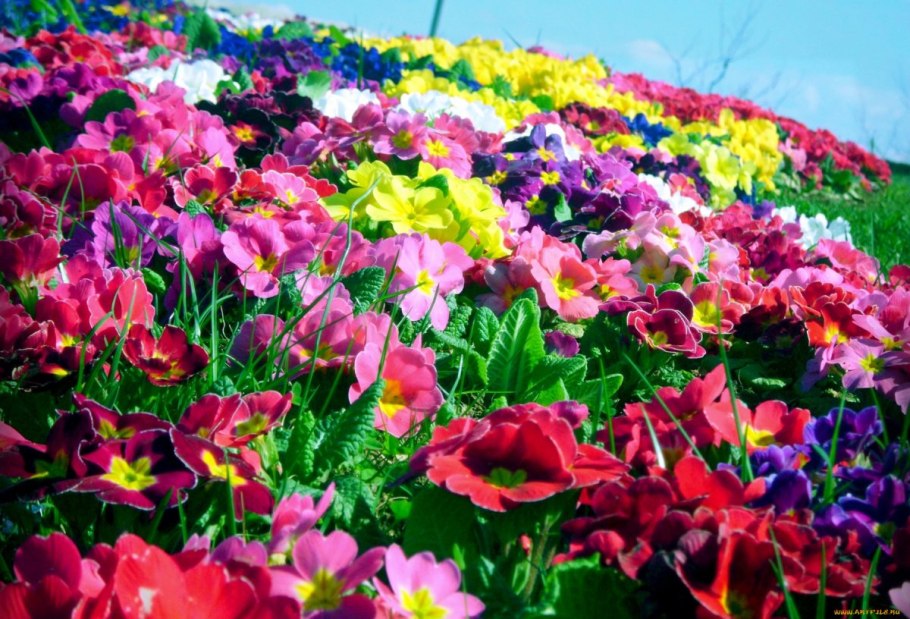 Разнообразные растения