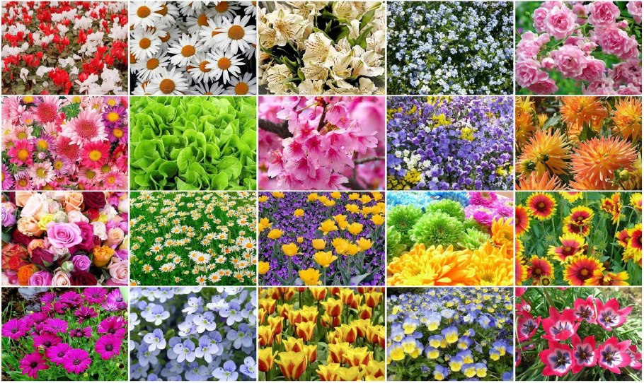 Растения коллаж