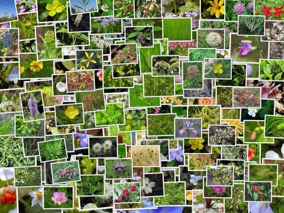 Лекарственные травы коллаж