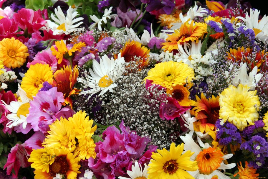 Разнообразие цветов