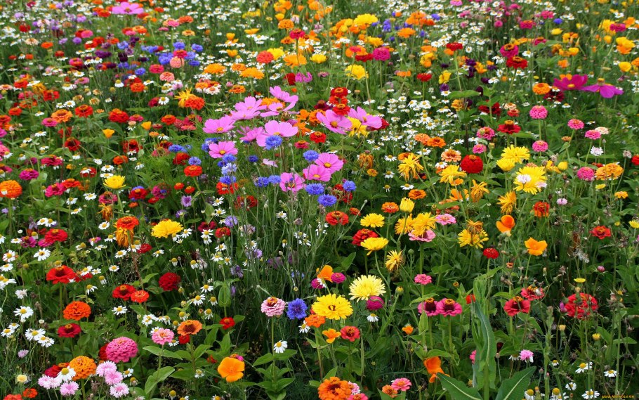 Газонная трава Цветочная Поляна мавританский газон