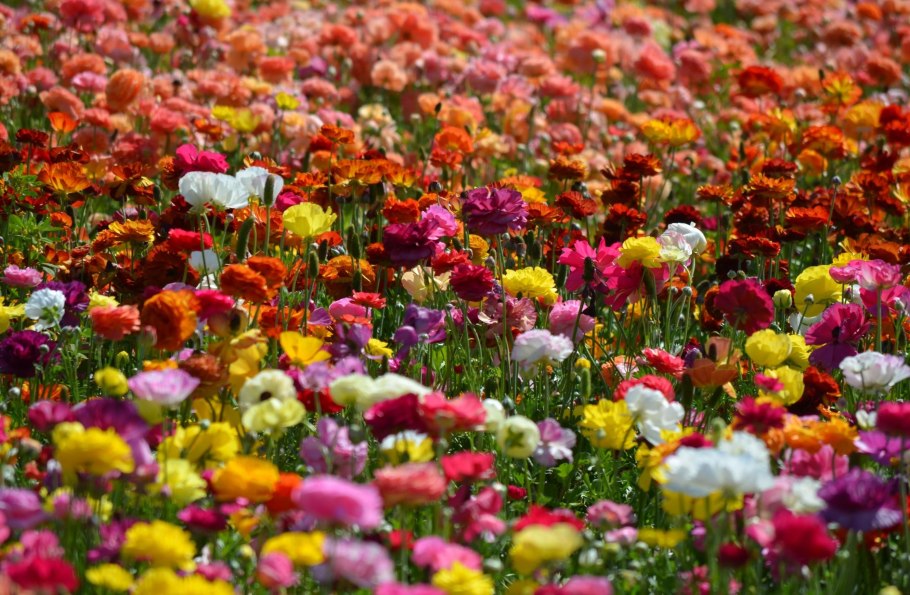 Цветы ранункулюс Цветущая Долина фиолетовая