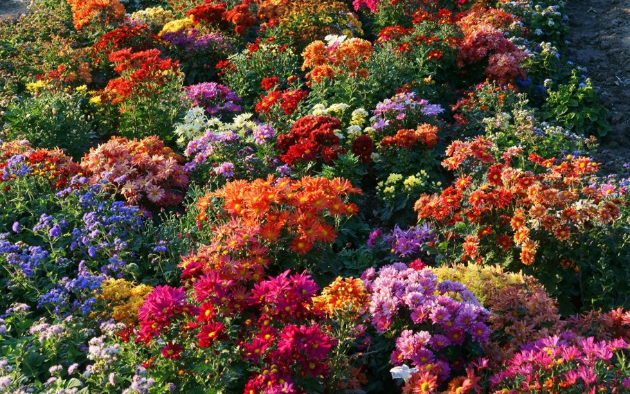 Сад хризантем