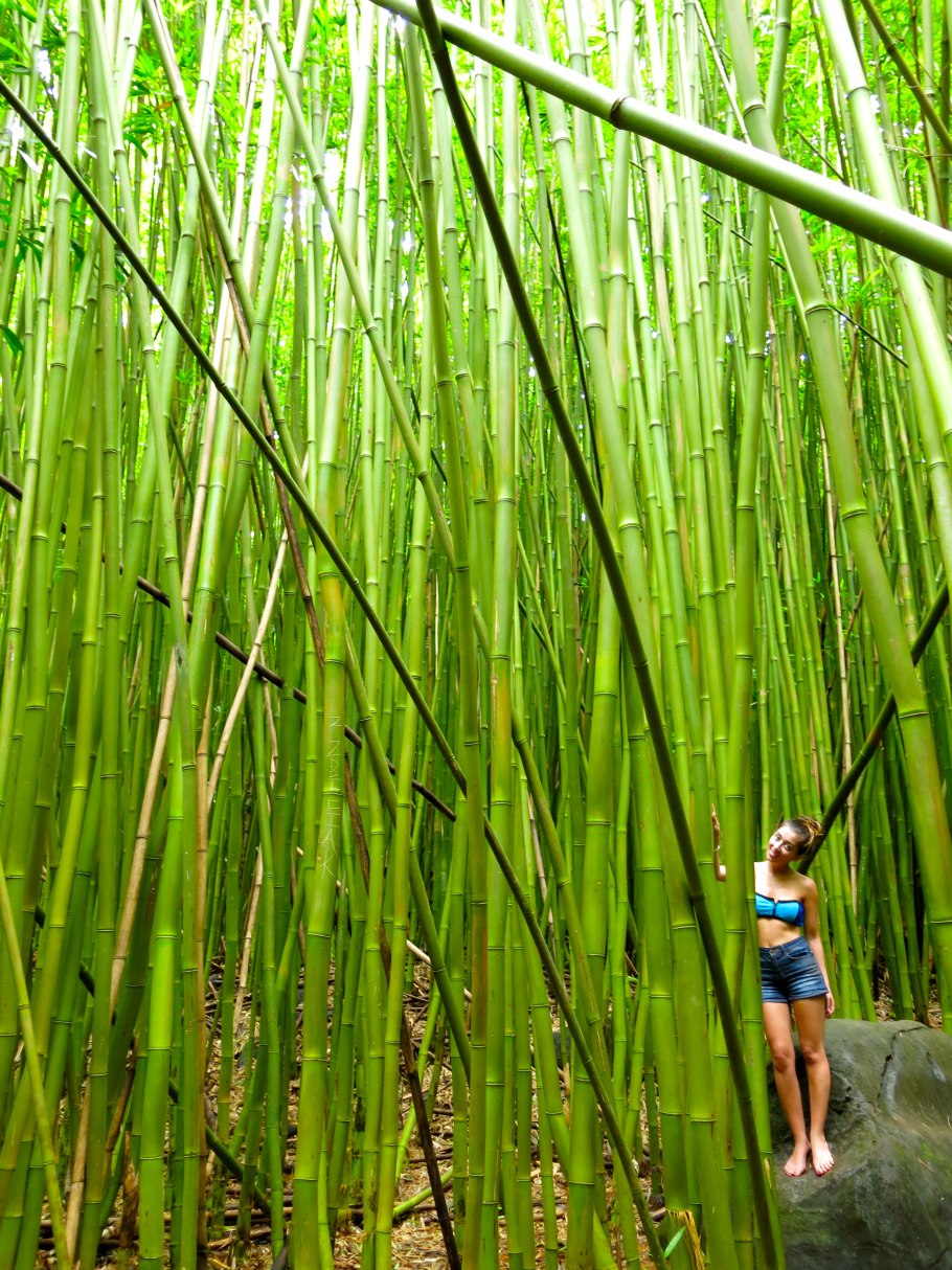 Бамбук злак