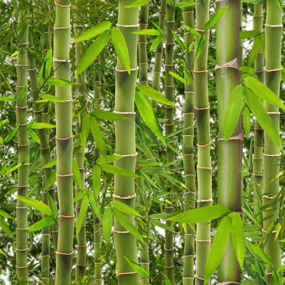 Phyllostachys edulis Moso