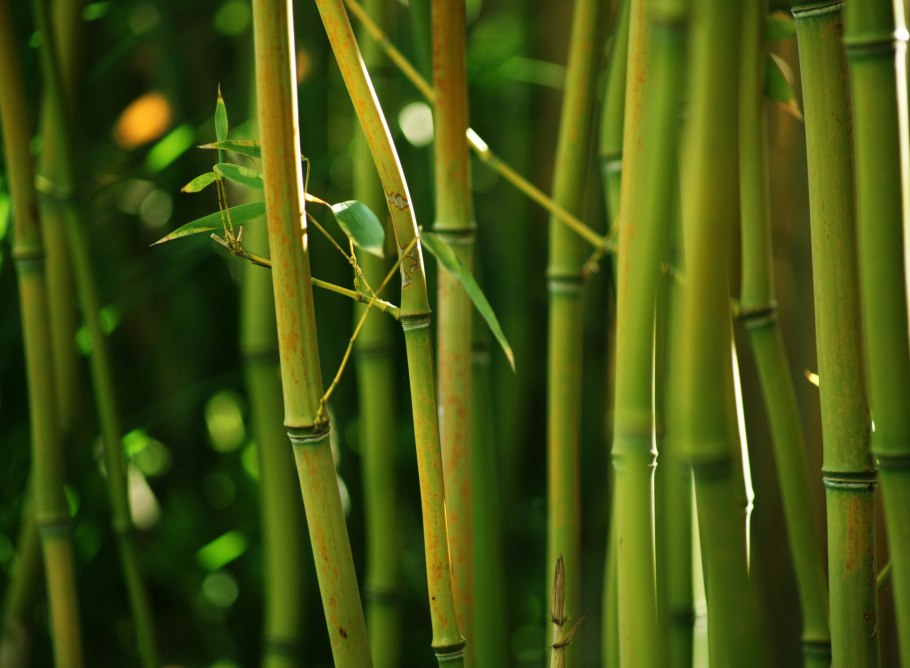 Бамбук в Южной Америке