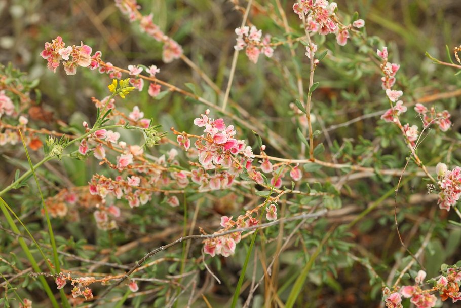 Atraphaxis frutescens
