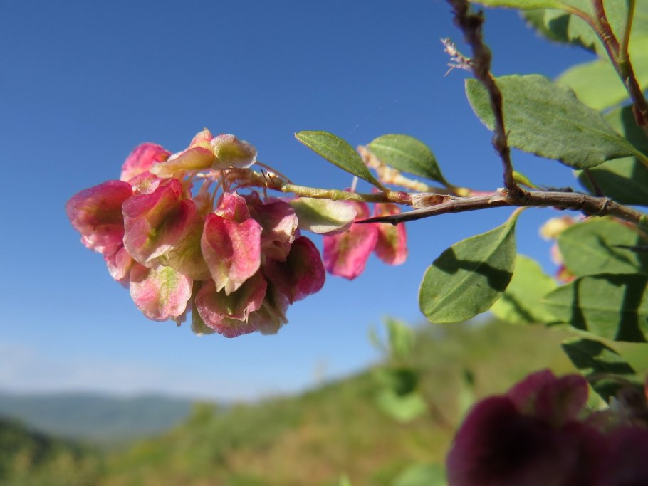 Курчавка грушелистная — Atraphaxis pyrifolia