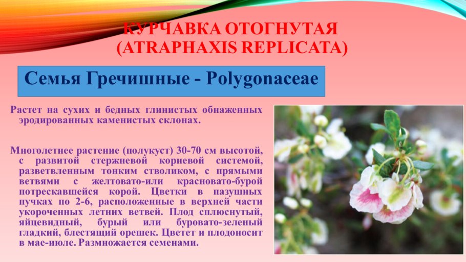 Шиповник занесен в красную книгу