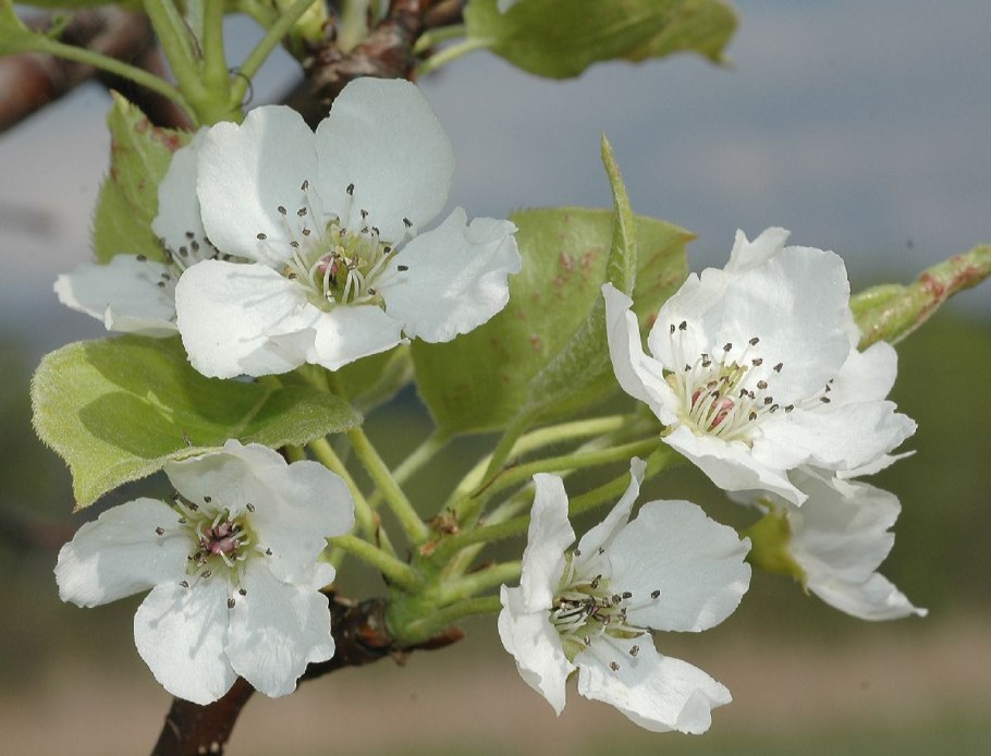 Pyrus pyrifolia