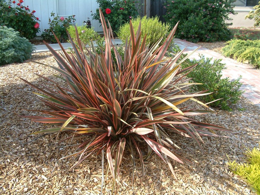 Phormium Tenax