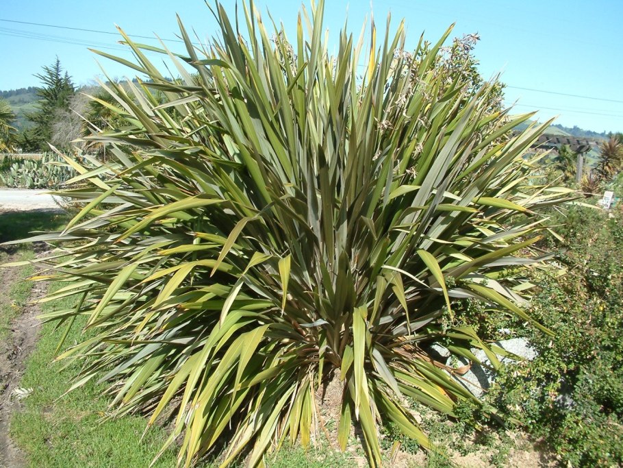 Phormium Tenax