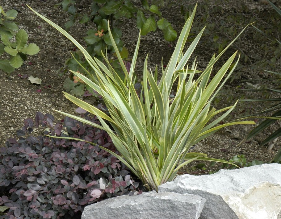 Новозеландский лен пестрый
