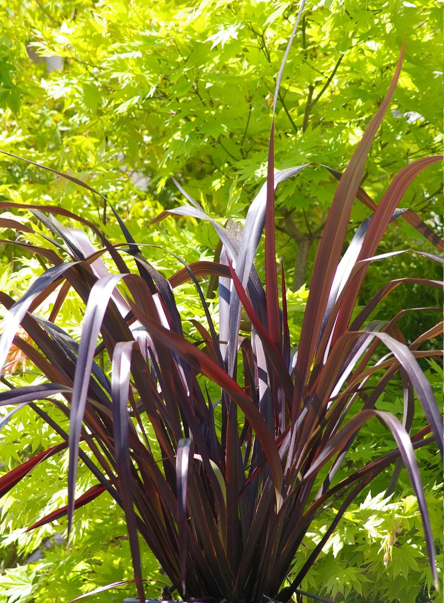 Новозеландский лен (Phormium Tenax