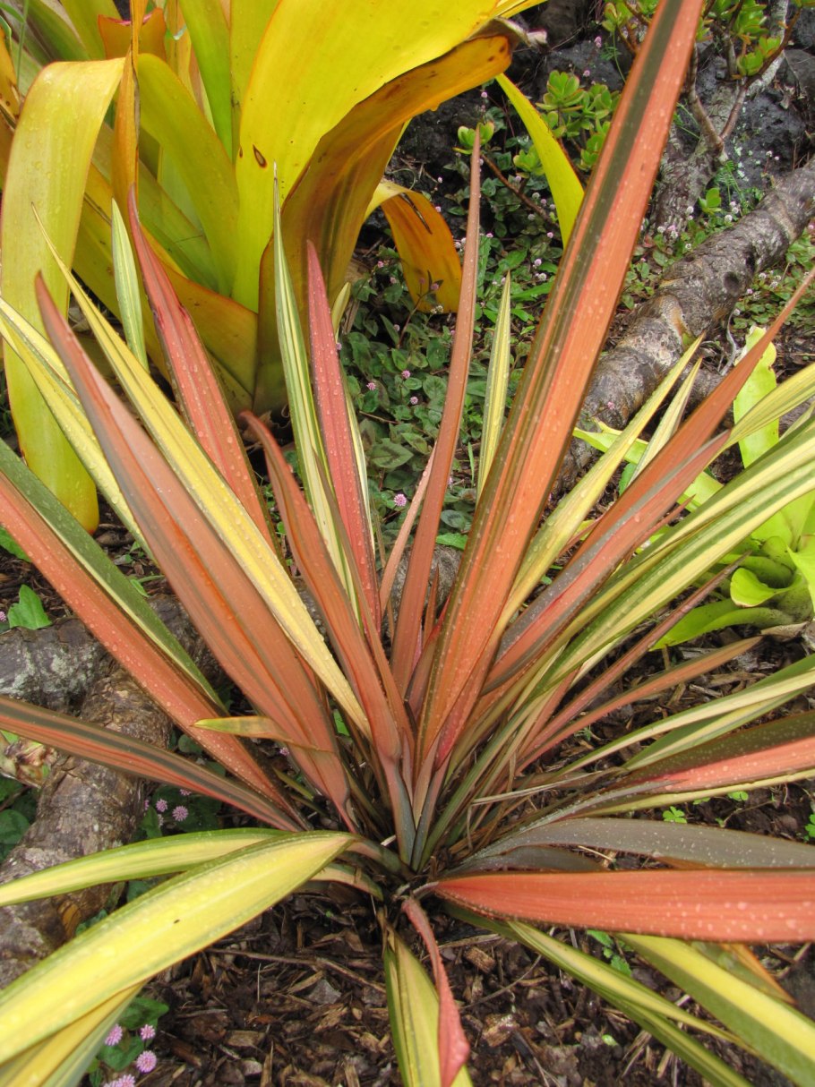 Zig&#96;ir o&#96;simligi Guli