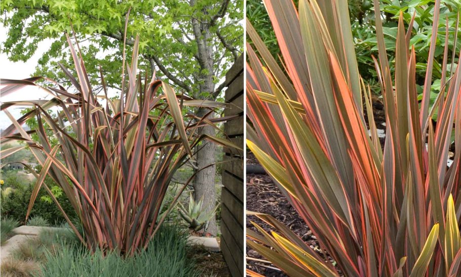 Формиум новозеландский