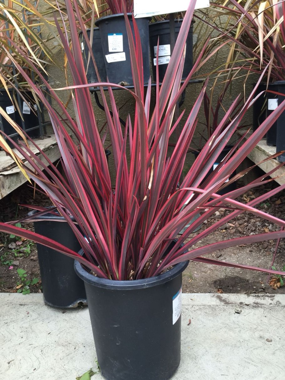 Phormium 'Gold Sword'