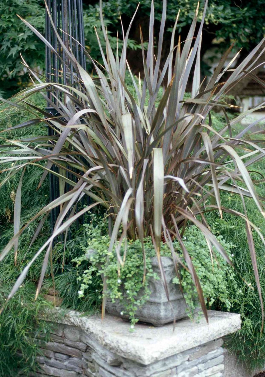 Формиум волокно